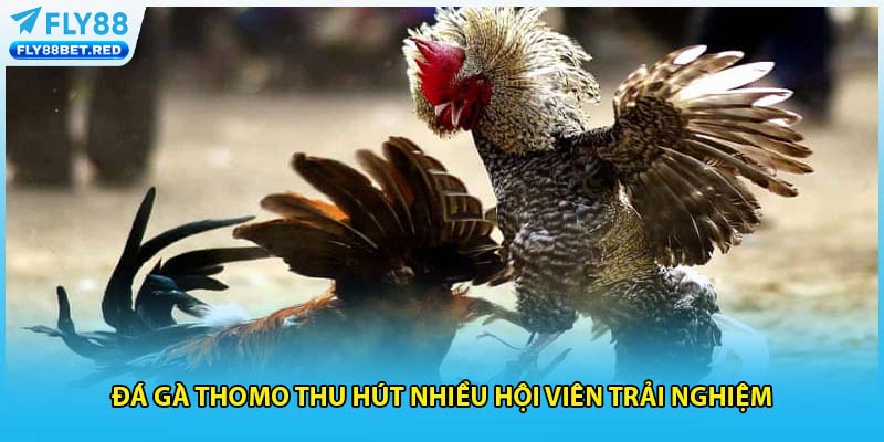 Đá gà Thomo thu hút nhiều hội viên trải nghiệm